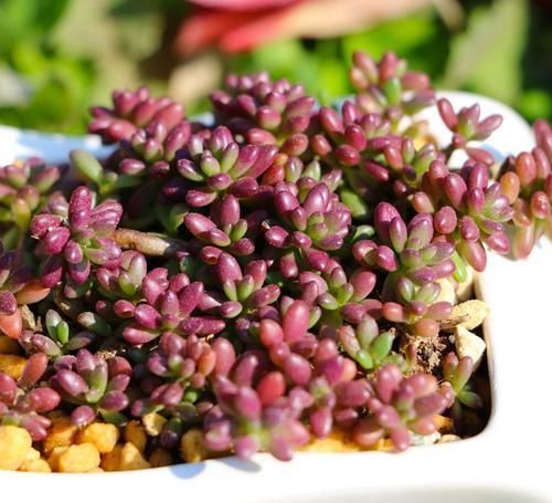 多肉总是长不好？试试这几种，皮实又好养，一盆变多盆