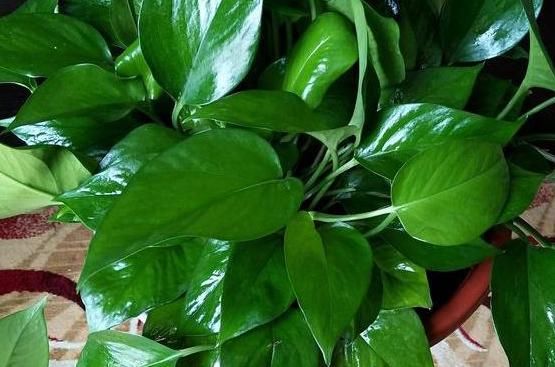 养花不能光靠“控水”预防烂根，从这几方面综合把控才能解决