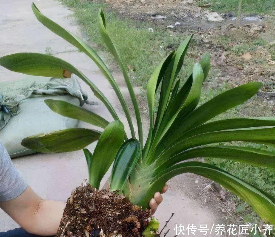 给花换盆移栽，想要快服盆，要学会“缓苗”技巧，多数人都做错了