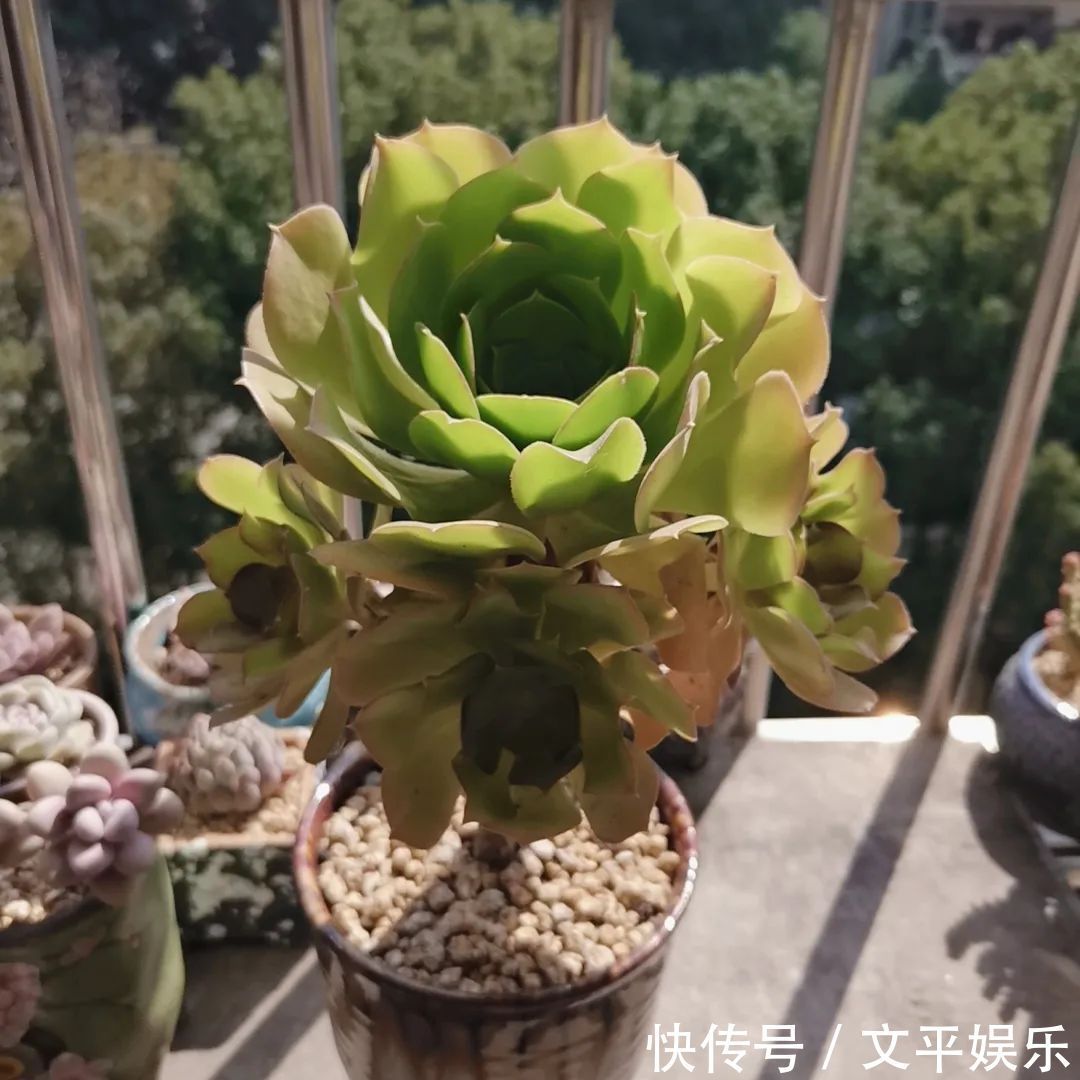 一组逆袭成功的多肉给它时间，它就会给你好看！