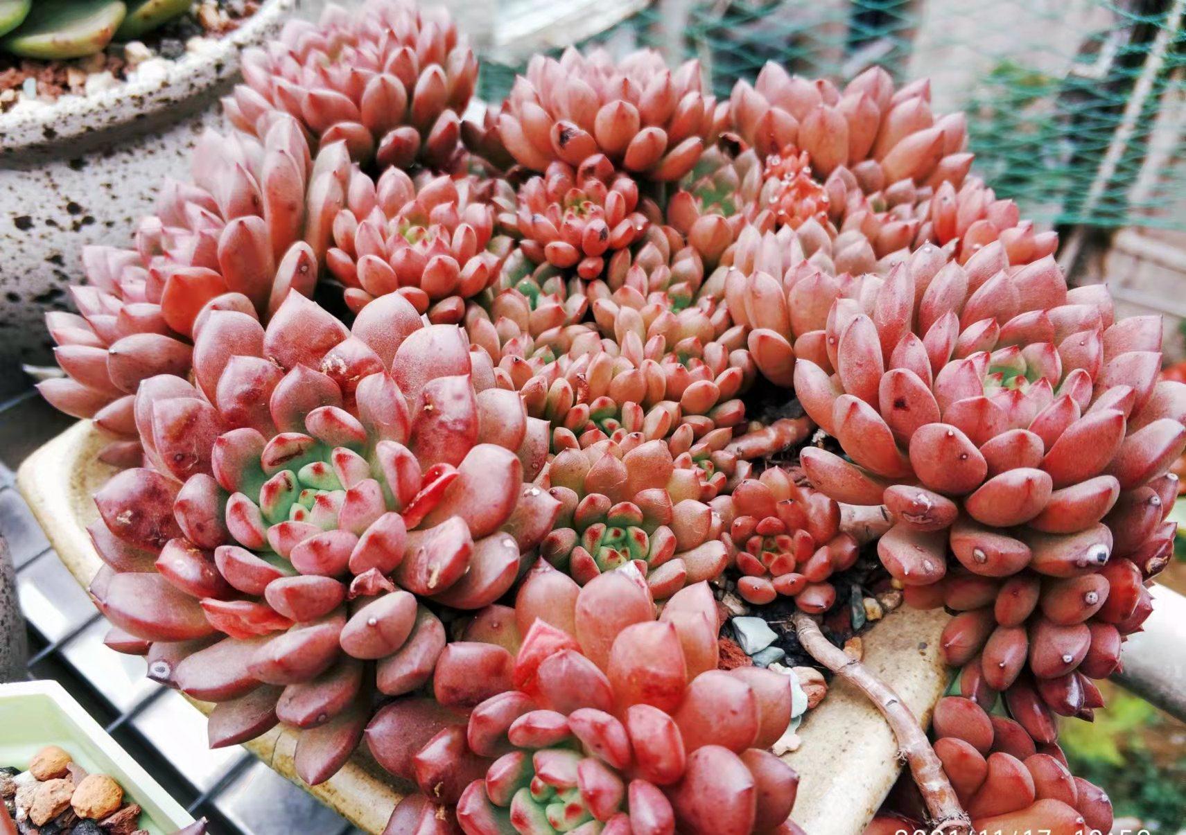 红宝石和锦晃星,两种叶片都能全红的多肉,谁才是你心目中的宝?