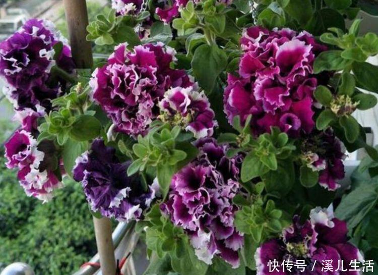 牵牛花|4种花赶快养起来,一年四季成“花海”,高雅艳丽,美不胜收!