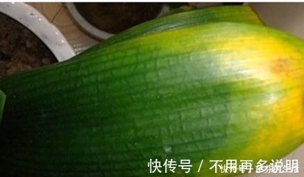 盆栽|盆栽君子兰黄叶倒点它，瞬间叶子油亮像打了蜡，轻轻松松就爆盆