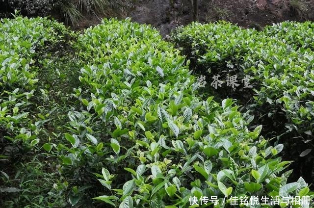 大红袍|武夷岩茶秘辛,三百多年的母树大红袍,为什么长不成参天大树