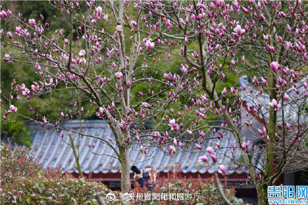 中年|花团锦簇 贵阳黔灵山公园踏青赏花正当时