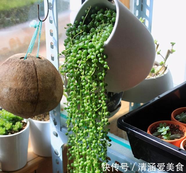 玉露|这“三多肉”最怕晒,遇强光易“摊大饼”,阴一点养成群生肉墩子