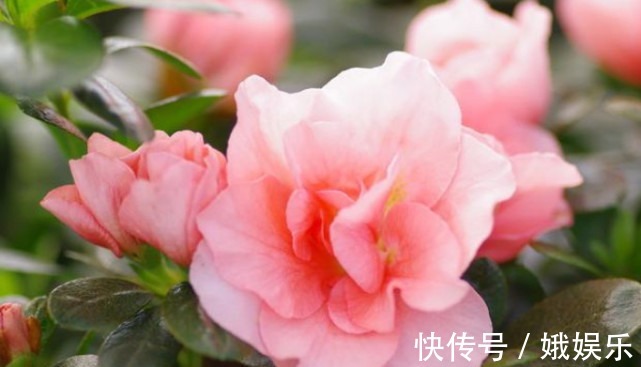 酸性|养杜鹃、茶花,不长新叶不开花,学会1招,年年开花,花开满盆!