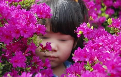 “花中西施”杜鹃也会“黄脸、起皱”，善用一物，妙手回春！