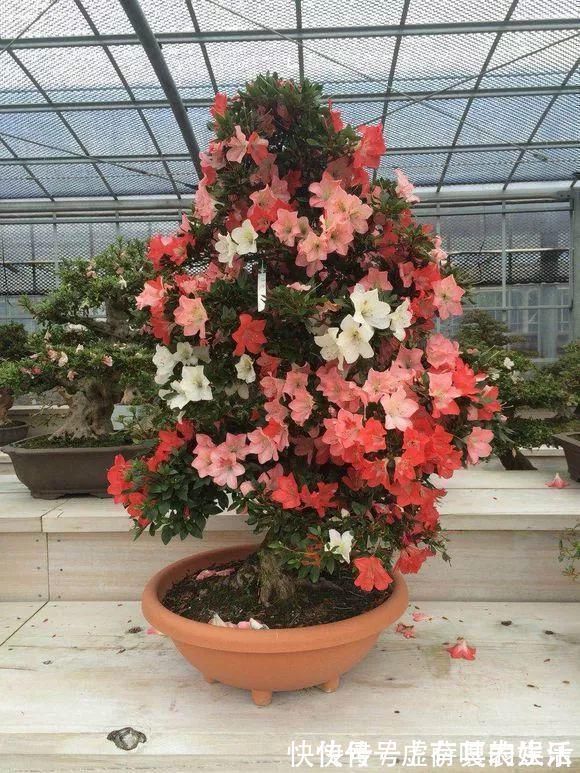 养花|老花匠:扔4种“东西”,就是扔钱,比花肥还好用,不花钱!