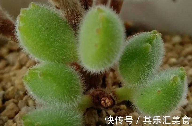 低温|萌宠的熊童子冬天养护这些一定要注意,否则掉叶枯黄没商量