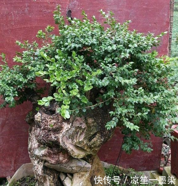 野外一种“脱皮木桩”称为“富贵之木”,养成盆栽,价格让人窃喜!