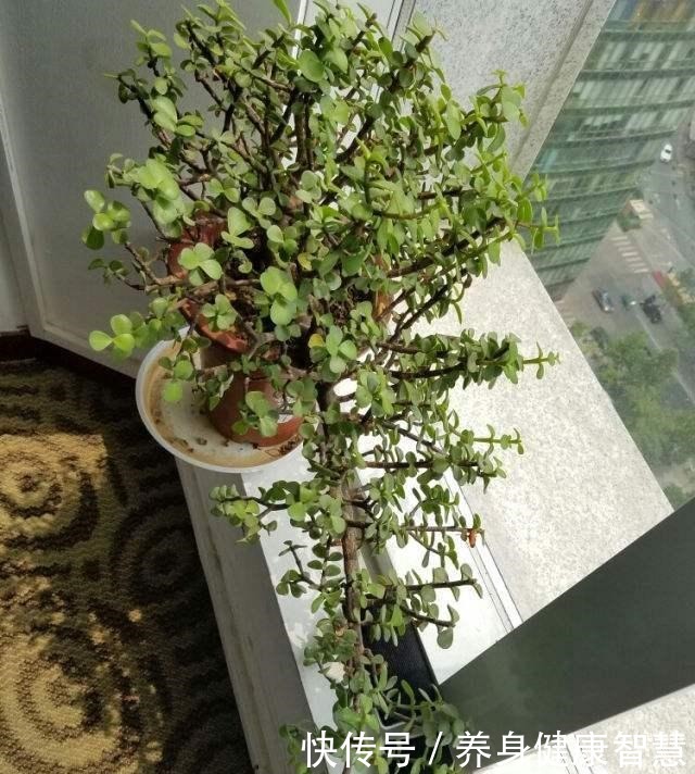 养好金枝玉叶,无非掌握“5要点”,做到位了,枝干粗壮、嫩叶窜!