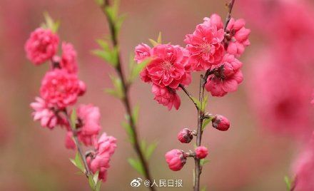 低薪|春到人间！广西百里侗寨桃花盛开