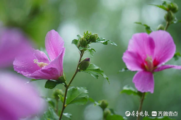 木槿|花开齐鲁｜粉嫩娇柔美美哒！济南大明湖木槿花开，你去赏花了吗