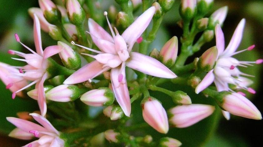 朱顶红|这6种花越剪越茂盛,就怕你不去修剪