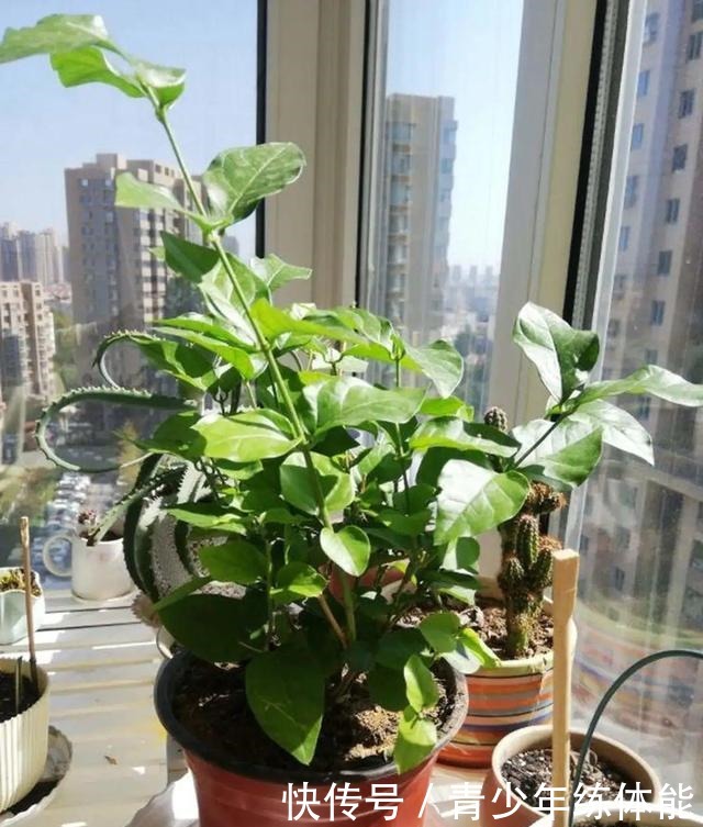 花市大捡漏,10种花现在买特合适,养一养就爆盆!