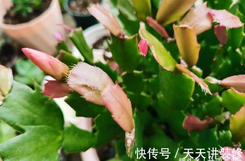 休眠|9月做件事，唤醒蟹爪兰，10月3方法，年底花开爆