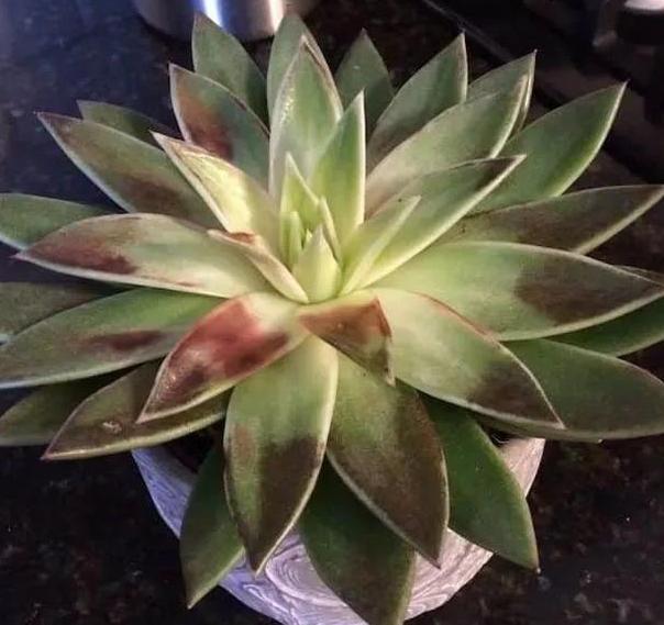 多肉养殖雷区多，植株容易长畸形该怎么办从3方面解决就够了