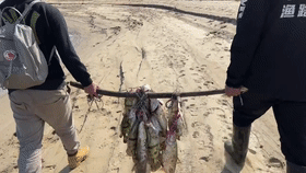 10分钟钓几十斤鳜鱼、翘嘴鱼？江西钓友晒渔获引热议