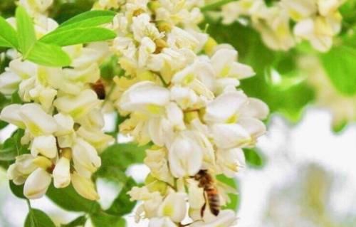 天然“救命菜”找到了,城里人天天喝,防止卵巢细菌感染!