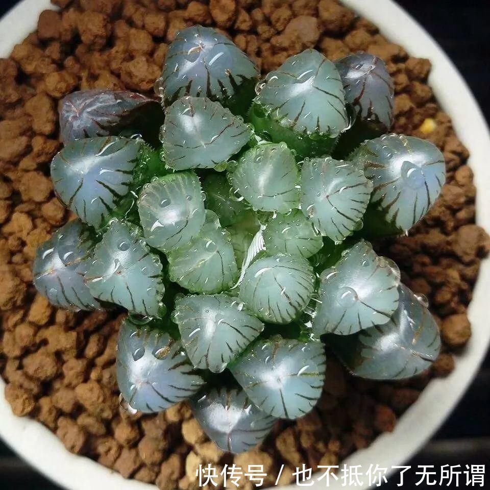 龟甲牡丹|世界上最名贵的花，一盆就是一座房子！