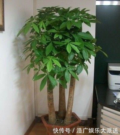 烂根|多亏养花达人提示,养金钱树、发财树,掌握3个技巧,蹭蹭长绿叶