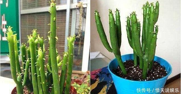 4种花，堪称“花草之王”，特别耐旱，1个月不浇水，开出漂亮花朵