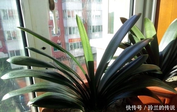 从大舅家搬回几盆君子兰,干尖还死不开花,是这几步搞错了