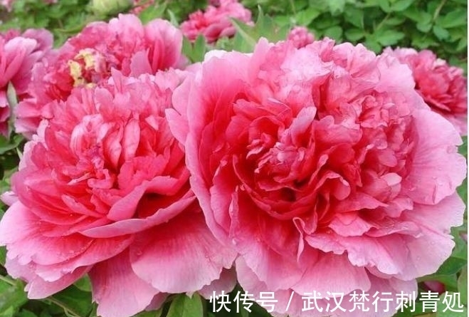 牡丹花|4种花超漂亮,生命力很顽强,沾土就开花,爆盆很漂亮