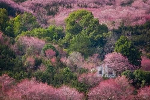 忘记宏村吧！这才是安徽春天最美的地方