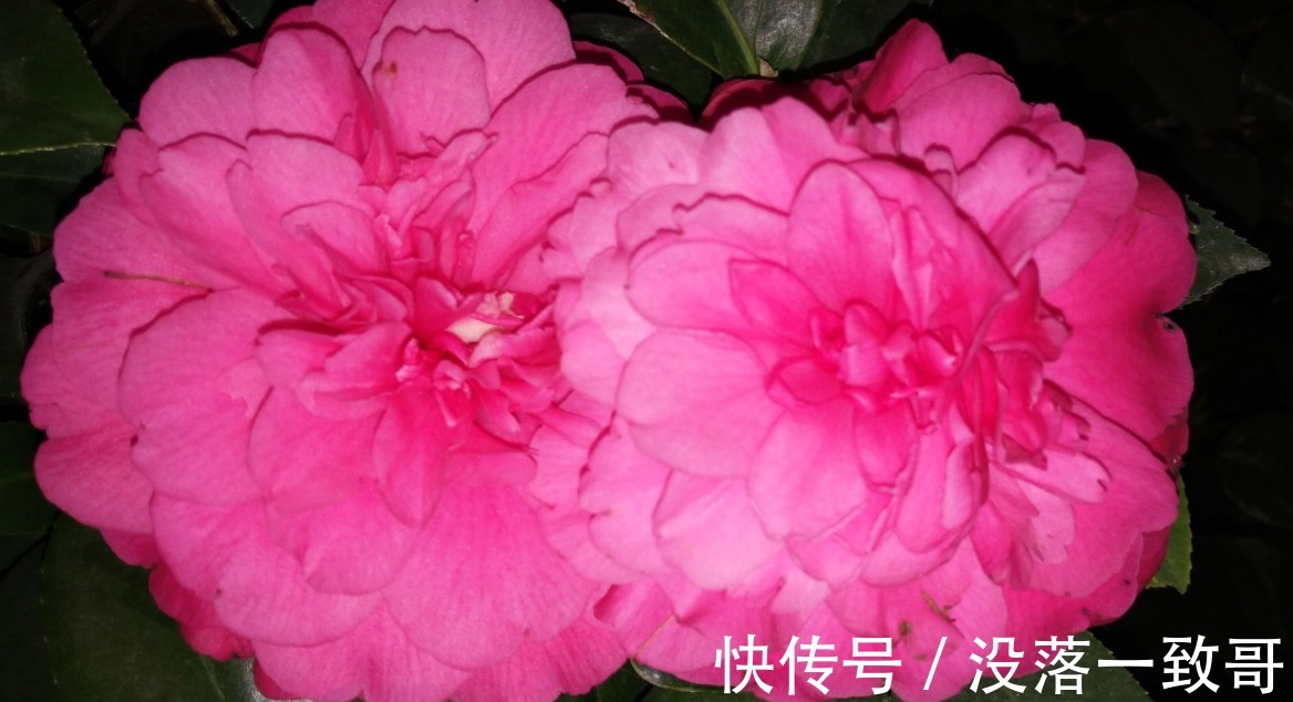 茶花|茶花换盆上盆详细步骤，学会这些，上盆不再求人，而且成活率高