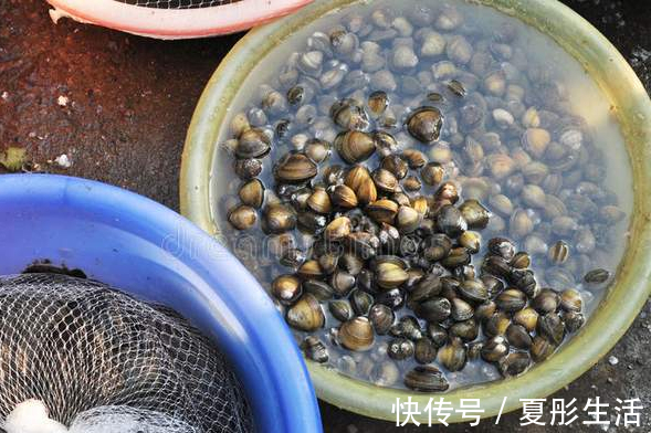 郫县豆瓣酱|夏季田螺正当时，洗田螺别只会放盐，多加2味料，吐沙快速又彻底
