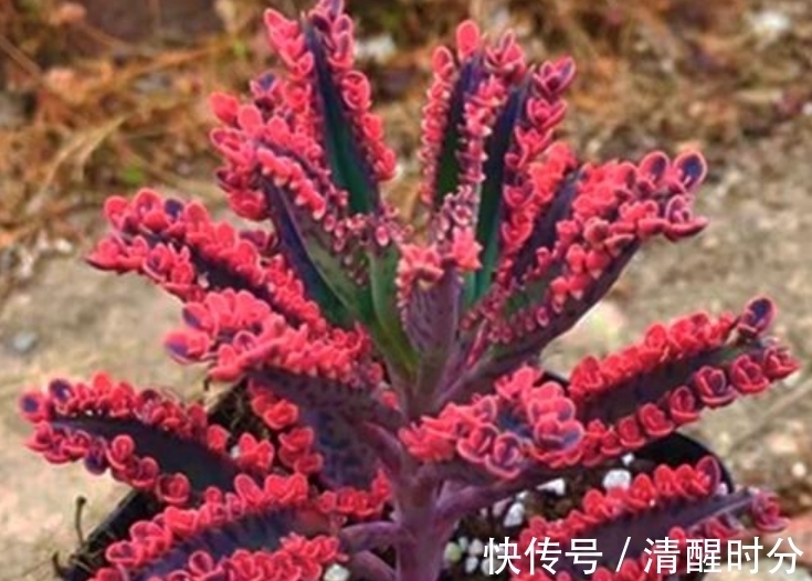 5种“养不死”的多肉,适合新手养,价格便宜,太阳一晒就变色