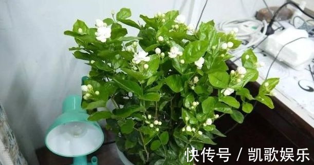 茉莉花|刚买的栀子花、茉莉花,哗哗掉叶子,学会3招,花苞又多又香