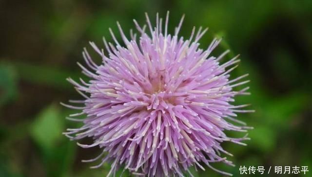 植物|这种“野花”采摘要带工具,摘下直接煮水喝,对人身体好