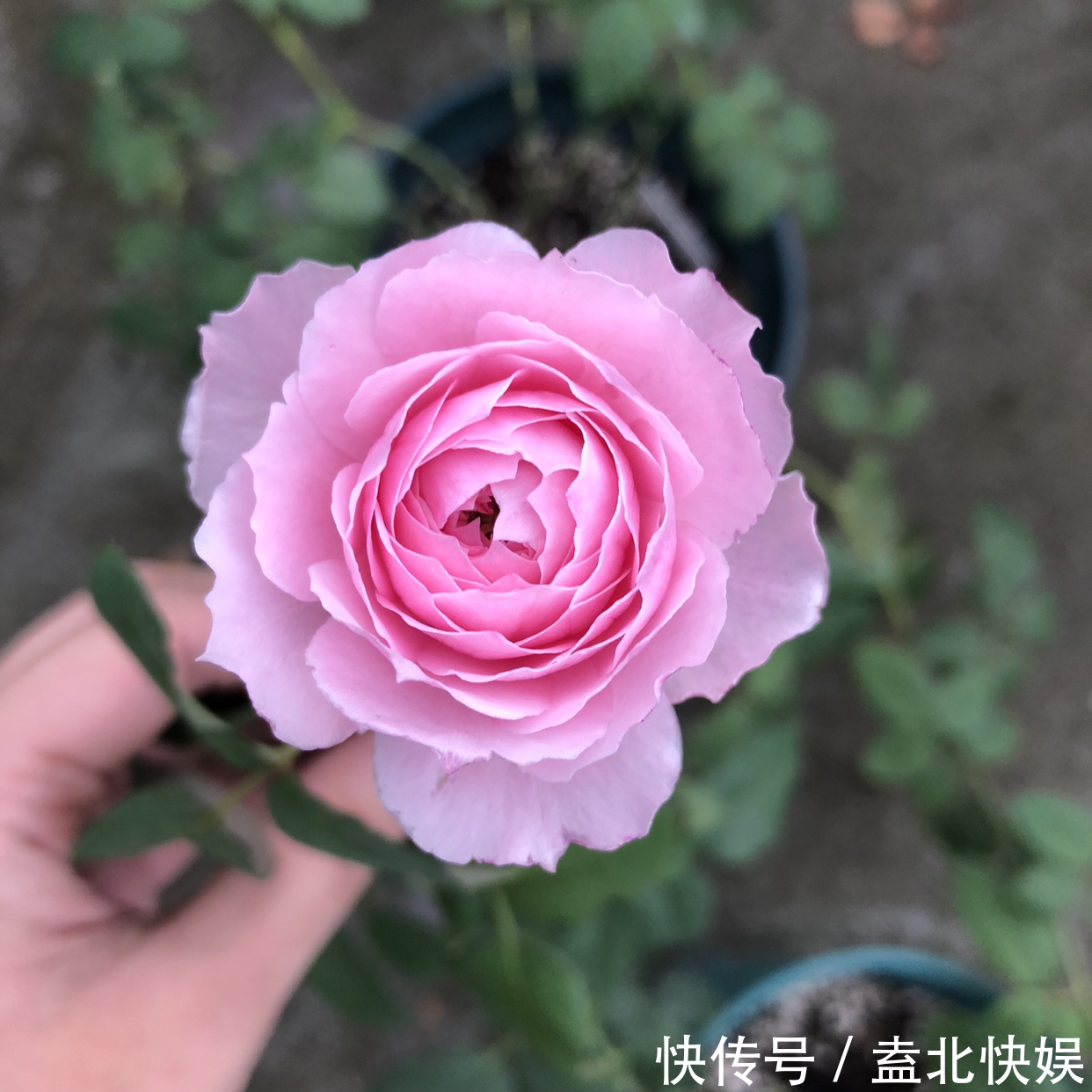 求助月季的修剪问题月季花冒出了很多新笋，老枝条该怎么修剪
