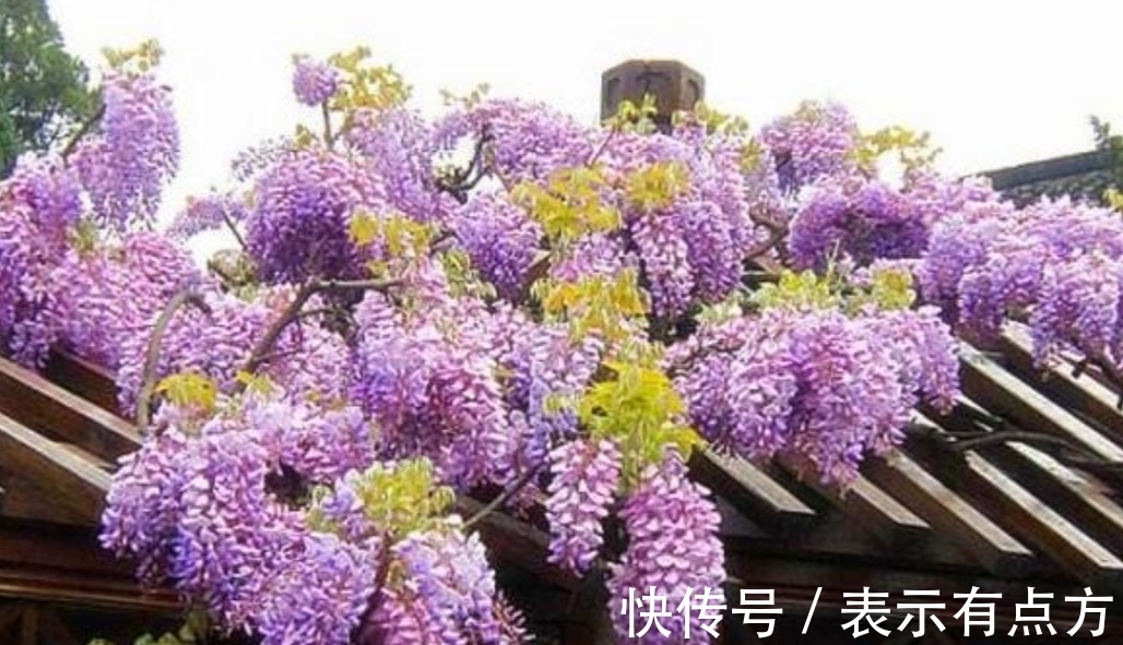 院子|院子里养上4种藤本花卉，花期开成花海，犹如美丽画卷