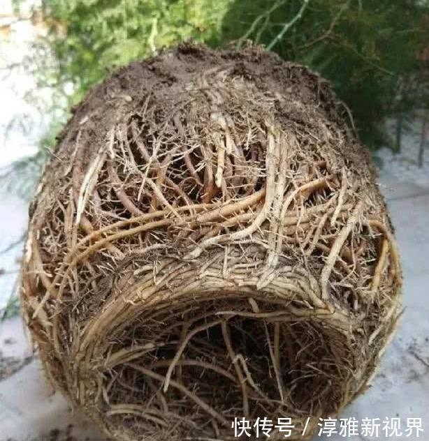 仙客来|路边大树下，有养花万能土，用来养文竹，一年窜一米，长成巨无霸