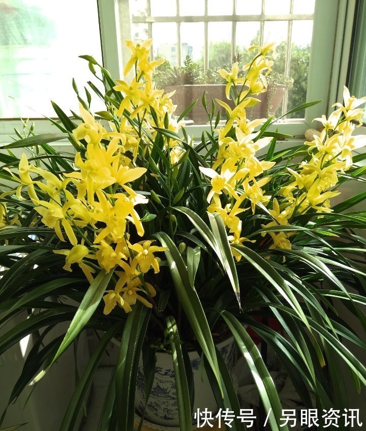 喜欢玫瑰，不如试试“珍稀品种”香云，芳香四溢，花朵鲜艳，好美