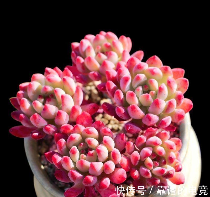 想让多肉冬季“变美”,除“阳光”多些,3“动作”也要重视