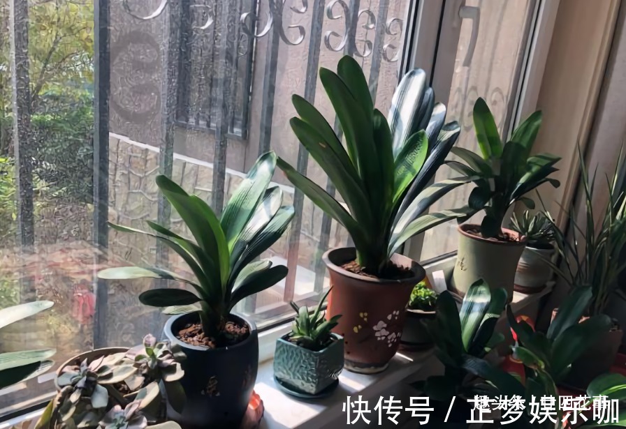光照|入冬后养君子兰，摆放位置很关键，室内“4不摆”，牢记莫犯错