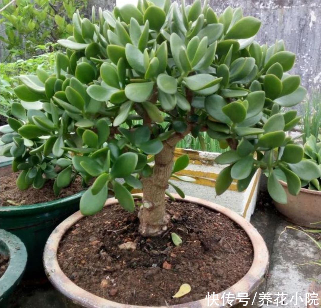 植物|2种植物长得快，三五年养成老桩，越养越值钱