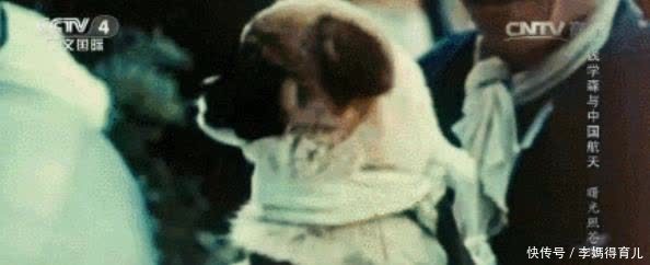 宇航员 第一个登上太空的宇航员,不是加加林,而是一只狗……