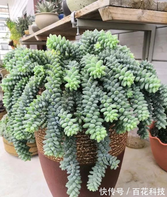 要点|60种多肉图鉴及养护要点,1分钟学会,超全超实用!