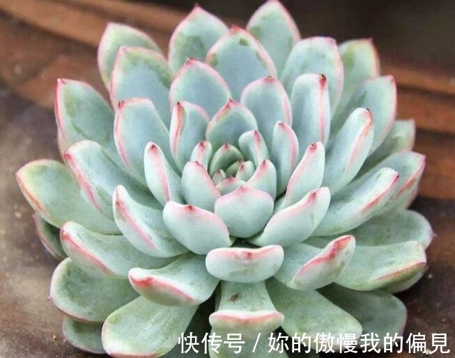 多肉|9月养多肉不服盆?上盆时谨记3点,浇水是关键,多肉叶片翠绿饱满