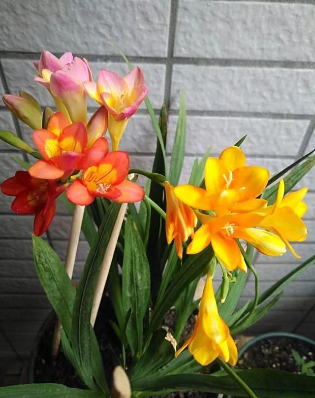 别让这花长太高，小心变成“韭菜”，再也不开花