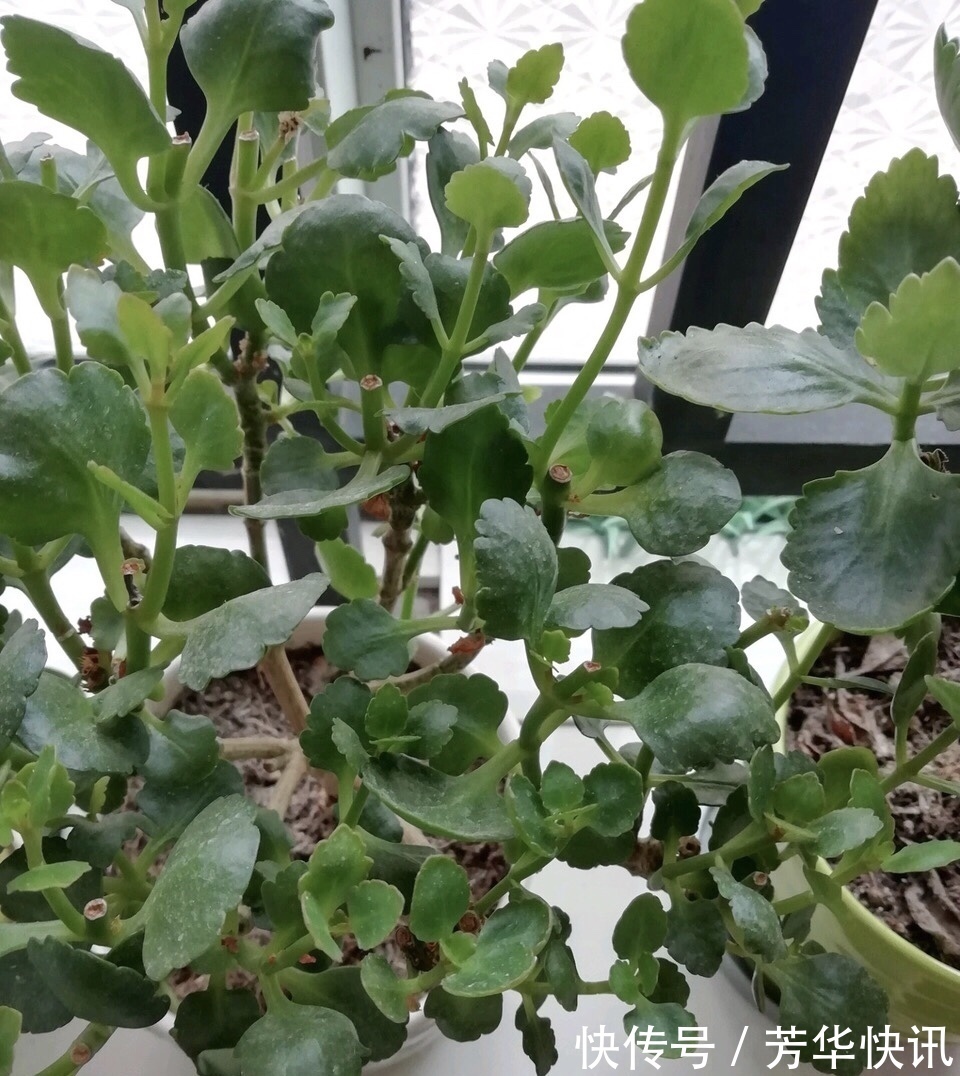 养护|长寿花越养“越瘦”怎么办教你3字口诀，1年变老桩，开成花球