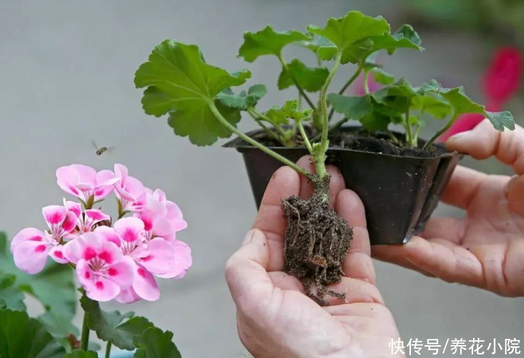 太阳花|4种漂亮的花,天热也能扦插,根本不用买