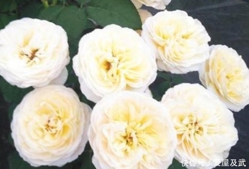 月季花友最爱的四个品种,轻轻松松养爆盆,简直是新手的福音