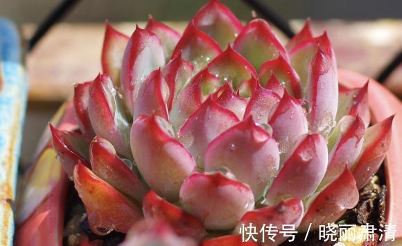 买多肉不要挑颜色,养护过程最重要,表面红彤彤,实际白菜色